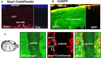 Collagen Dynamics During the Process of Osteocyte Embedding and Mineralization